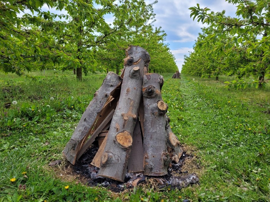 Czarnecki na swoim polu rozstawił co kilkanaście metrów ułożone w stożek ociosane kawałki drewna /Krzysztof Czarnecki /RMF FM