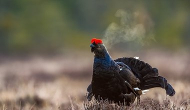 Czarni rycerze w polskich lasach. Cietrzewie wracają