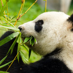 Czarno-białe futro pandy to bardzo skuteczny kamuflaż - są dowody!