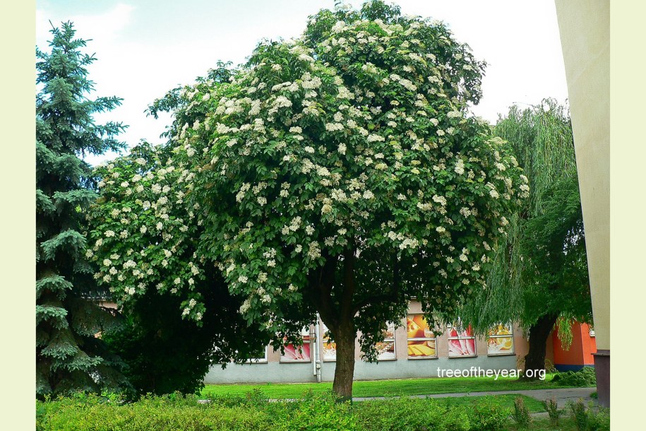Czarny bez z Rzeszowa walczy o miano Europejskiego Drzewa Roku /Tree of The Year /