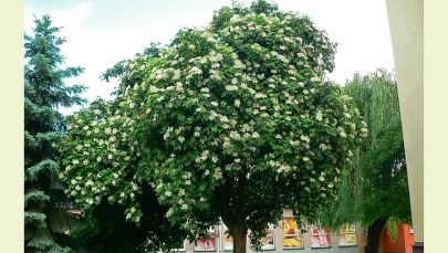 Czarny bez z Rzeszowa z szansą na tytuł Europejskiego Drzewa Roku. Trwa głosowanie!