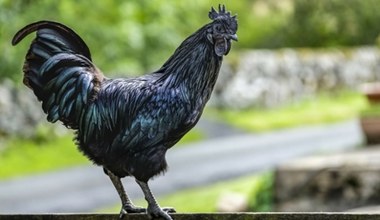Czarny kogut istnieje naprawdę. Cena tego ptaka może wprawić w osłupienie
