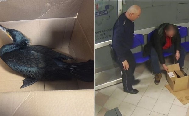 Czarny kormoran w komendzie policji. Rannego ptaka przyniósł mężczyzna