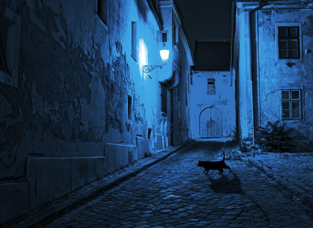 Czarny kot, który przebiegł drogę, zwiastował pecha. /123RF/PICSEL