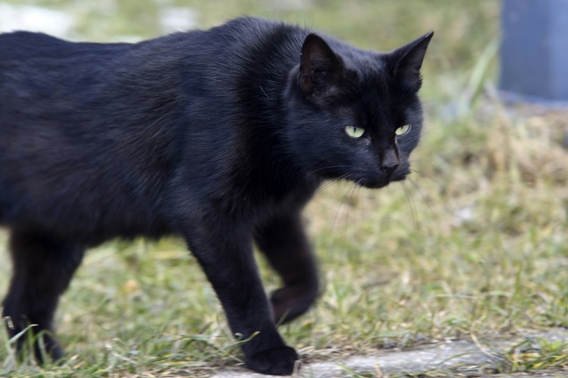 Czarny kot przynosi pecha - ten przesąd wciąż wyznaje wielu kierowców /Stanisław Bielski /East News