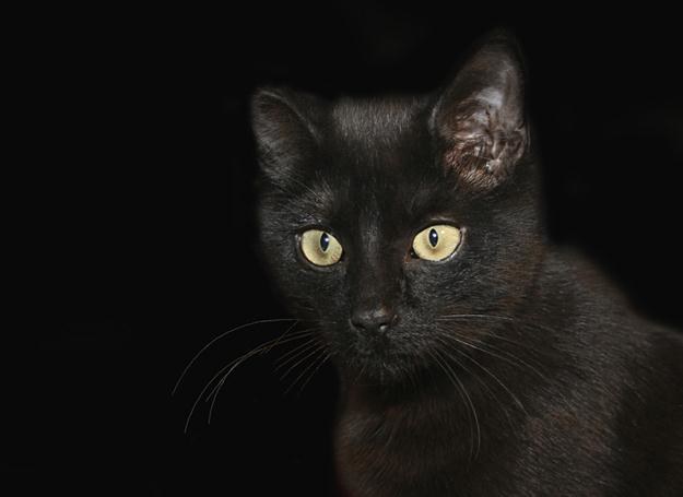 Czarny kot to nie koniec świata... /&copy; Panthermedia