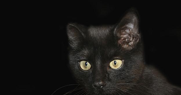 Czarny kot to nie koniec świata... /&copy; Panthermedia