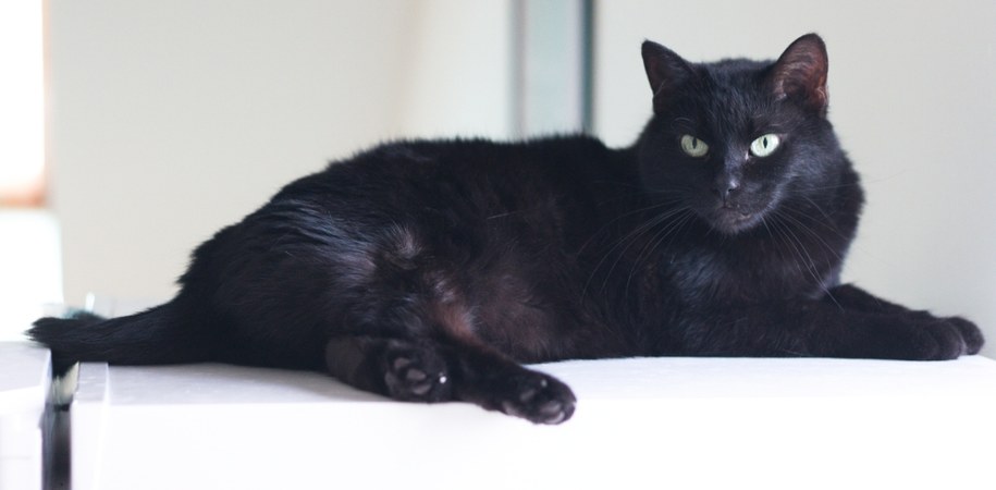 Czarny kot /Maciej Nycz /arch. RMF