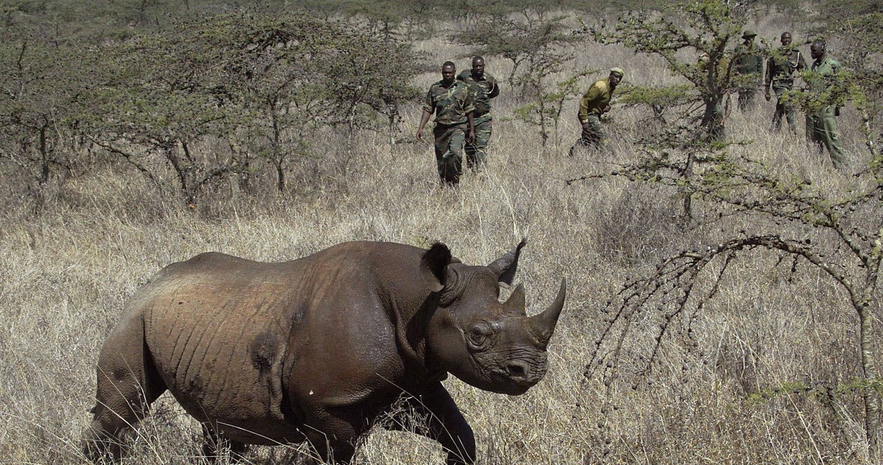 Czarny nosorożec to okaz poszukiwany przez kłusowników. Jego sproszkowany róg jest rzekomo wart więcej niż złoto /AFP