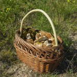 koźlarz babka Czas na grzybobranie. W tych lasach jest nawięcej borowików i koźlarzy