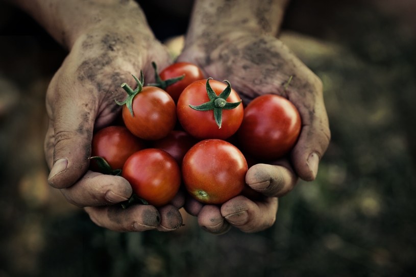 Czas na polskie pomidory. Są zdrowsze od tych z importu! Zdj. ilustracyjne /123RF/PICSEL