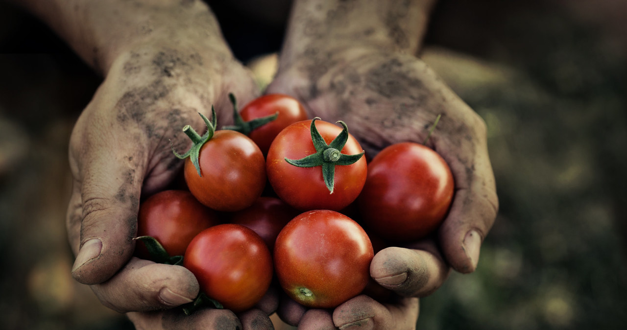 Czas na polskie pomidory. Są zdrowsze od tych z importu! Zdj. ilustracyjne /123RF/PICSEL