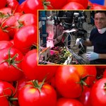 Czas zbiorów w kosmosie? Na Międzynarodowej Stacji Kosmicznej wyhodowali pomidory