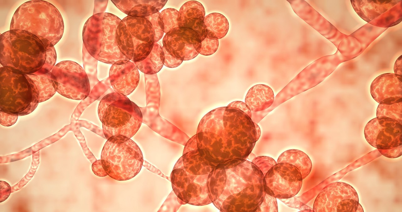 Cząsteczki mikroplastiku pomagają rozmnażać się groźnym, chorobotwórczym grzybom /Picsel /123RF/PICSEL