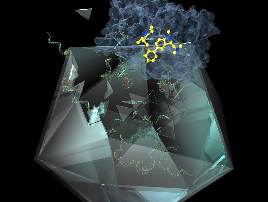 Cząstka IMP-1088 (żółta), białko NMT (niebieskie), RNA (zielone) /Imperial College London /Materiały prasowe