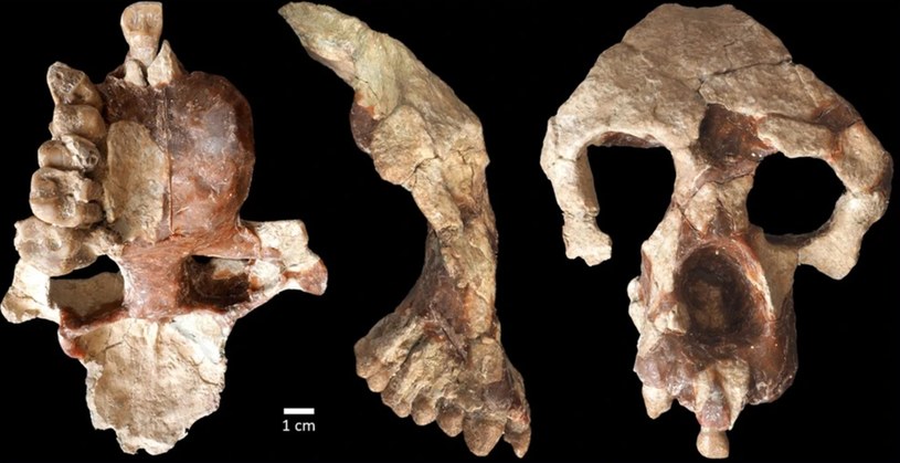 Czaszka Anadoluvius turkae /Sevim-Erol, A., Begun, D.R., Sözer, Ç.S. et al. A new ape from Türkiye and the radiation of late Miocene hominines. Commun Biol 6, 842 (2023). https://doi.org/10.1038/s42003-023-05210-5/Open Access /materiały prasowe