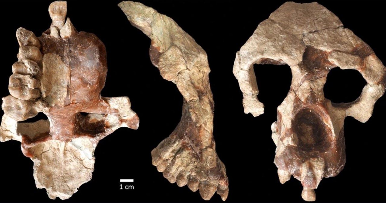 Czaszka Anadoluvius turkae /Sevim-Erol, A., Begun, D.R., Sözer, Ç.S. et al. A new ape from Türkiye and the radiation of late Miocene hominines. Commun Biol 6, 842 (2023). https://doi.org/10.1038/s42003-023-05210-5/Open Access /materiały prasowe