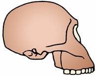 Czaszka człowieka: widok z z boku;  od tyłu; 1 kość czołowa, 2 kość ciemieniowa, 3 kość skr /Encyklopedia Internautica