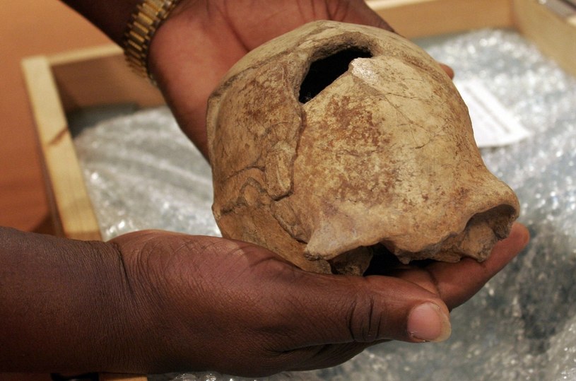 Czaszka Homo erectus /AFP