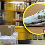 Czaszka krokodyla w przesyłce z Chin. Skarbówka zatrzymała przemyt 