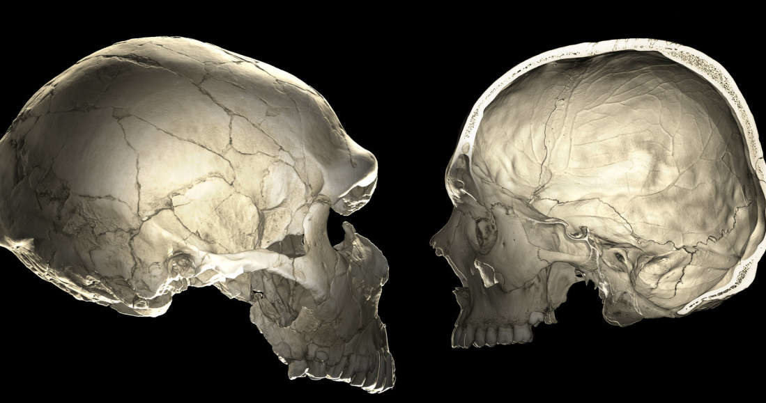 Czaszka neandertalczyka (po lewej) i czaszka człowieka współczesnego (po prawej) /materiały prasowe