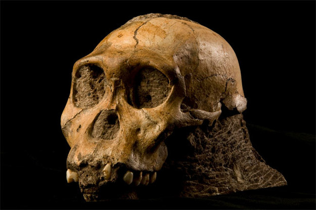 Czaszka osobnika gatunku Australopithecus sediba &nbsp; /Fot. Brett Eloff dzięki uprzejmości Lee Bergera i University of the Witwatersrand