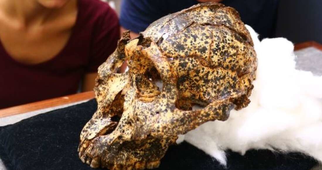 Czaszka Paranthropus robustus, jednego z kuzynów człowieka /materiały prasowe