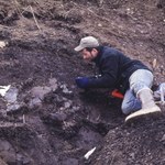 Czaszkę mniejszego kuzyna tyranozaura znaleziono na Alasce