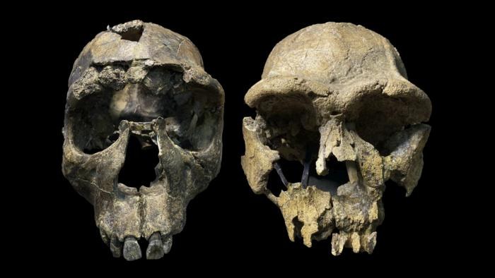 Czaszki Homo erectus z Rowu Turkana. Po lewej: WT 15000, po prawej: ER 3733 /Fot. John Rowan /Materiały prasowe