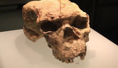 Czaszki sprzed 1,8 mln lat. Zaskakujące odkrycie z Chin
