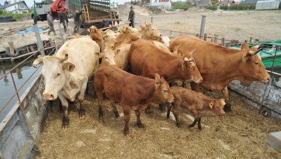 Czechy chcą, by cała UE wprowadziła nadzwyczajne kontrole polskiej wołowiny