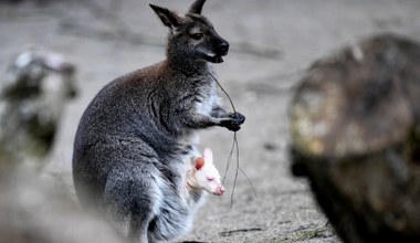 Czechy: Na świat przyszedł kangur albinos 