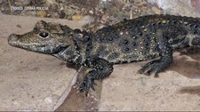 Czechy: Odnaleziono krokodyla. Ukrywał się w piwnicy 