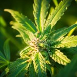 Czechy: Pierwsza licencja na import marihuany w celach leczniczych 
