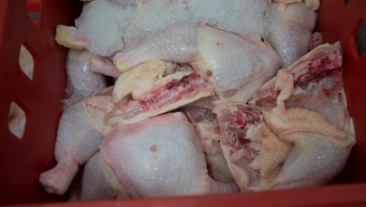 Czechy: Salmonella w mrożonych kurzych udkach z Polski