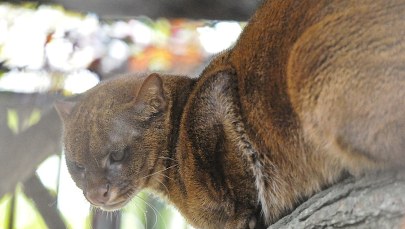 Czechy: W lasach grasuje amerykańska puma 