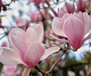 Czego nie lubi magnolia? Błędy w uprawie magnolii