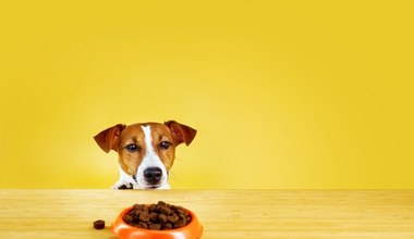 Czego nie może jeść pies? Wiele osób nieświadomie naraża swoje zwierzęta