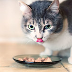 Czego nie powinien jeść kot?