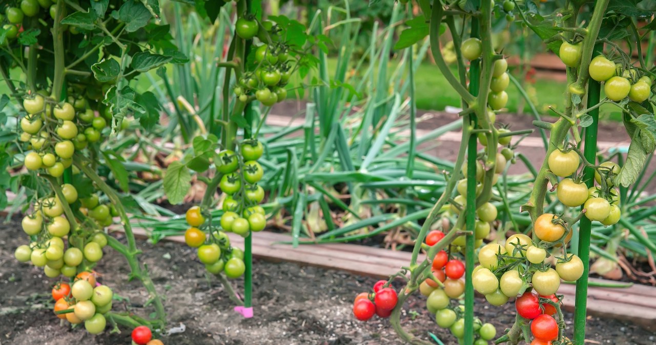 Czego nie sadzić obok pomidorów? Te rośliny to złe towarzystwo /123RF/PICSEL