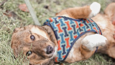 Czekają na nowy dom. W niedzielę dzień otwarty Ekostraży