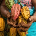 Czekolada tania już była. Problem zaczyna się dużo wcześniej niż w sklepie 