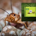 Czekolada ze świerszczami? Ritter Sport żartuje z nowych przepisów UE