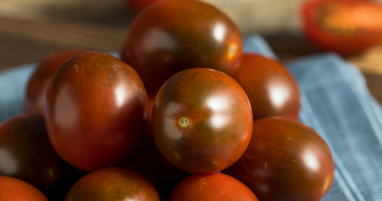Czekoladowe pomidory zawierają dużo antocyjanów. Ich spożywanie korzystnie wpływa na zdrowie. /123RF/PICSEL