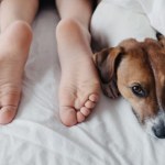 Czemu pies układa się do snu przy naszych stopach? Ten zwyczaj wiele mówi o waszej relacji