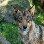 Czemu wilki przestają bać się ludzi? Polacy wyjaśnili tajemnicę z Podlasia