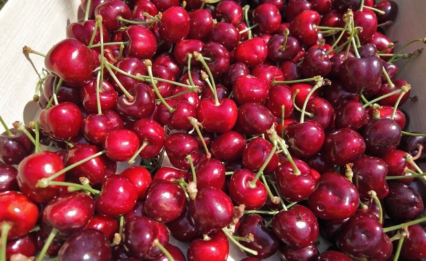 Czereśnie już w sprzedaży, ale ceny odstraszają. Nawet 100 zł za kilogram