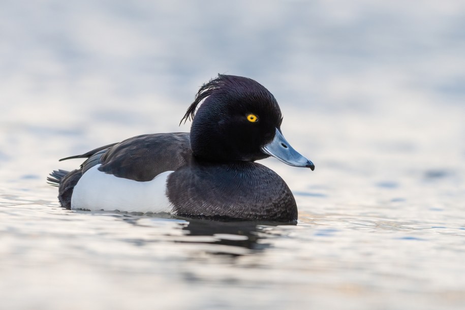 Czernica (Aythya fuligula) /shutterstock /