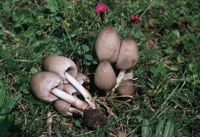 Czernidłak pospolity to grzyb, na którego trzeba uważać / DE AGOSTINI PICTURE LIBRARY / Contributor /Getty Images
