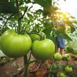 Czerstwe pieczywo nie pójdzie na zmarnowanie. Rozmiękczone w wodzie odżywi uprawy